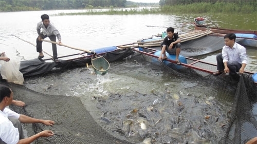 Hỗ trợ 102 tỷ đồng để phát triển thủy sản