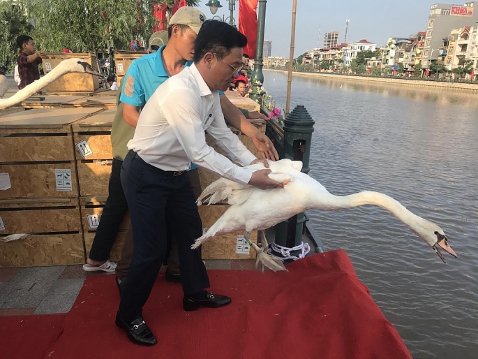 Hải Phòng: Tiếp tục thả 100 con thiên nga trên sông Tam Bạc hai phong tiep tuc tha 100 con thien nga tren song tam bac
