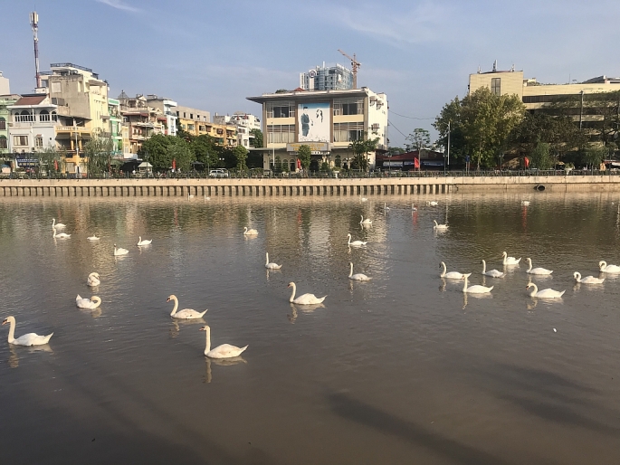 Hải Phòng: Tiếp tục thả 100 con thiên nga trên sông Tam Bạc hai phong tiep tuc tha 100 con thien nga tren song tam bac