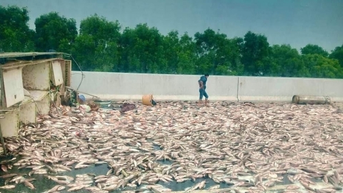 Ô tô chở cá lật nghiêng, hàng tấn cá phủ trên mặt đường cao tốc Hà Nội – Hải Phòng