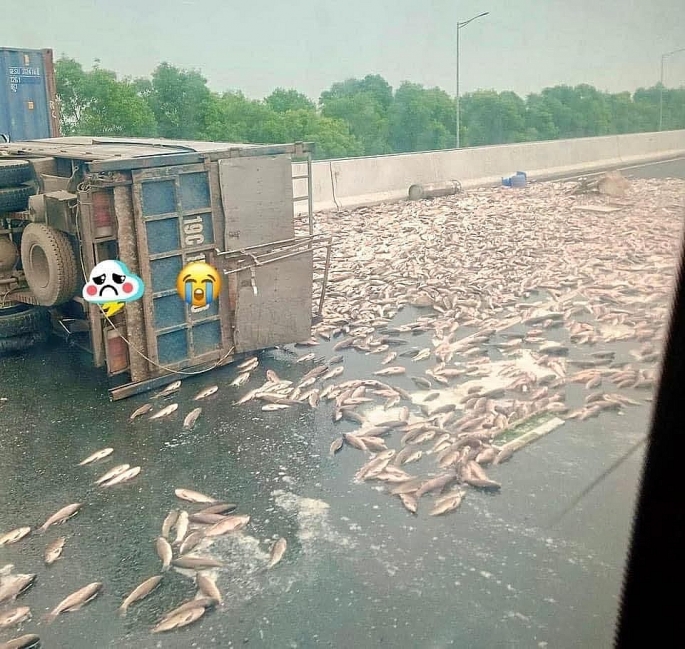 Ô tô chở cá lật nghiêng, hàng tấn cá phủ trên mặt đường cao tốc Hà Nội – Hải Phòng