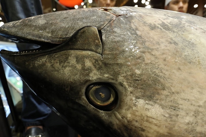 mo ca ngu dai duong vay xanh quy hiem nang 200kg tai ha noi