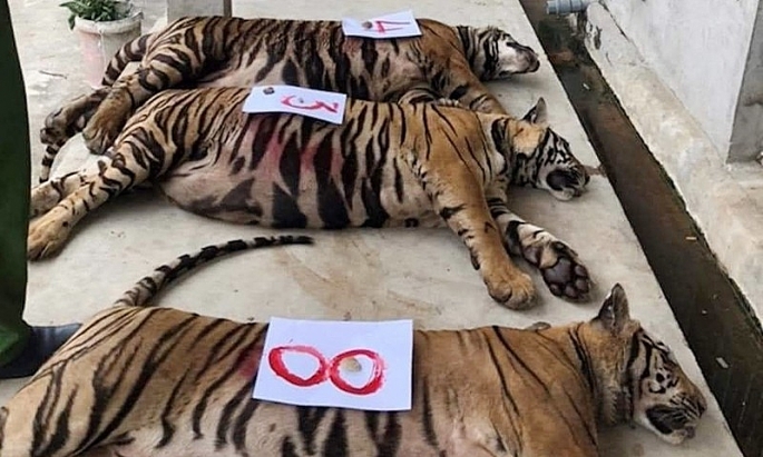 Lực lượng chức năng cho biết, 8/17 con hổ bị chết chưa rõ nguyên nhân. 