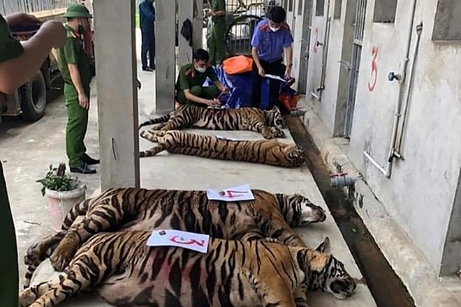 Đã có đơn vị nhận nuôi 9 con hổ còn sống sau khi được cảnh sát giải cứu