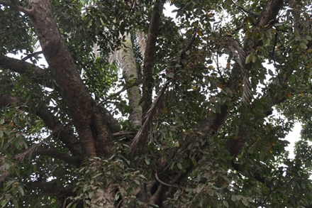 Gốc dừa nằm trên thân đa, thân dừa lấp ló giữa các tán đa