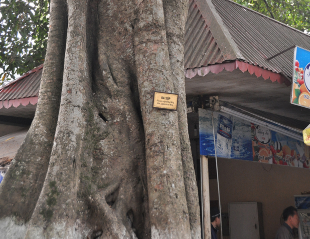 Gốc cây đa sộp.