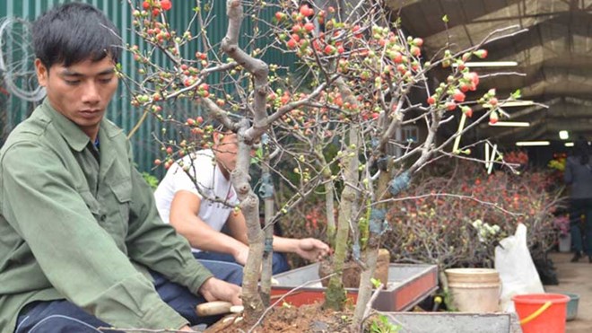 Mai đỏ Trung Quốc giá rẻ lấn át mai nội