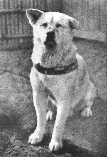 Chú chó Hachiko trong những ngày tháng cuối đời năm 1935