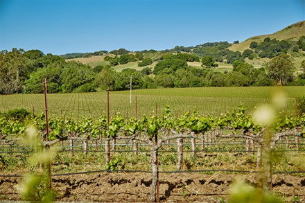 Ngắm vườn nho triệu USD của tỷ phú Hoàng Kiều ở Mỹ