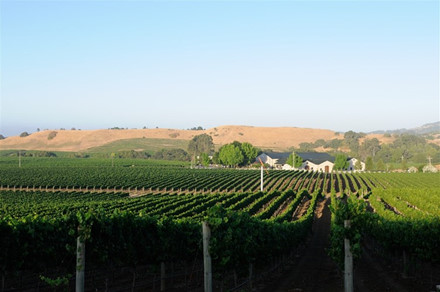 Ngắm vườn nho triệu USD của tỷ phú Hoàng Kiều ở Mỹ