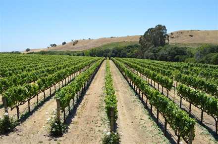 Ngắm vườn nho triệu USD của tỷ phú Hoàng Kiều ở Mỹ