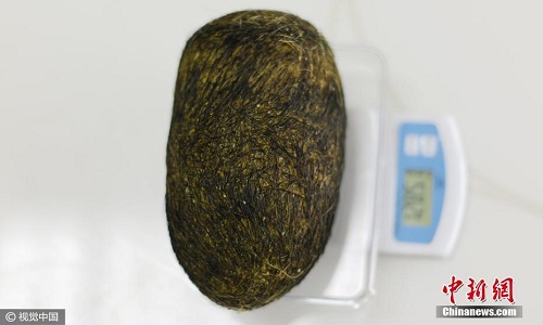 Trứng lạ trong bụng lợn nghi thuốc quý giá triệu USD