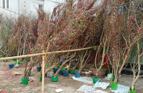 Chưng đào rừng ngày Tết: Thú chơi gây tranh cãi! hình ảnh 3 Chưng đào rừng ngày Tết: Thú chơi gây tranh cãi!