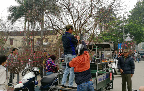 Chưng đào rừng ngày Tết: Thú chơi gây tranh cãi! hình ảnh 4 Chưng đào rừng ngày Tết: Thú chơi gây tranh cãi!