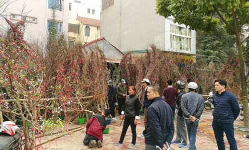 Chưng đào rừng ngày Tết: Thú chơi gây tranh cãi! hình ảnh 1 Chưng đào rừng ngày Tết: Thú chơi gây tranh cãi!