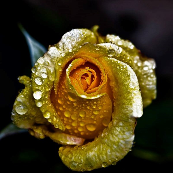 Tại cửa hàng 297 Bạch Mai, một bông hồng dát vàng 24K có giá 530.000 đồng