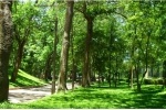 Thủ đô Hà Nội coi trọng bóng mát cây xanh