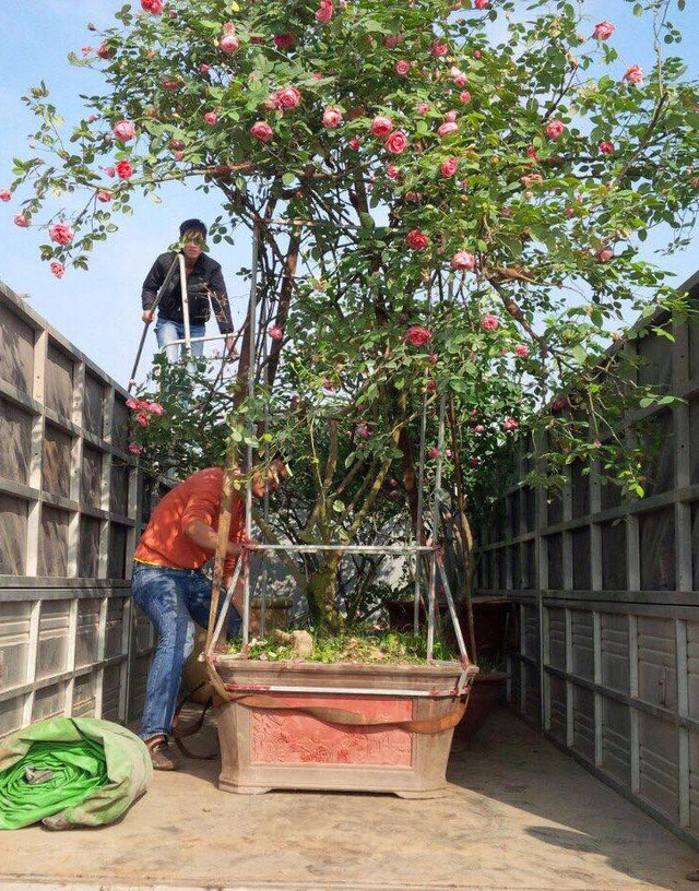Những cây hoa hồng Vân Khôi, hồng cổ Sapa được đai gia săn lùng mua bằng được dù giá cực kỳ đắt đỏ