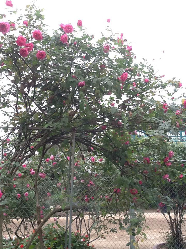 Hồng cổ này có hoa rất đẹp, đặc biệt, chúng cho hoa quanh năm và cực kỳ sai hoa