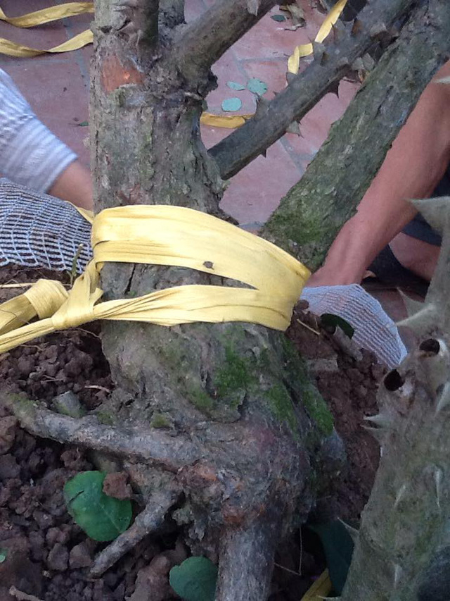 Có những cây khủng đường kính gốc lên tới 15-20cm