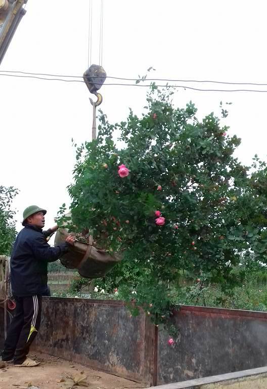 Do cây to nên dân buôn phải dùng cẩu và xe tải mới vận chuyển được cây hồng