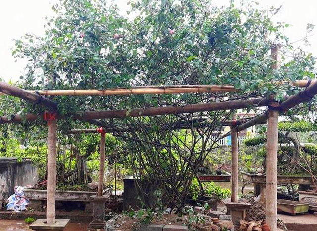 Những loại hồng này luôn là mặt hàng hot, được đại gia lùng mua về trồng trong biệt thự vườn nhà