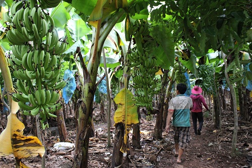 Tây Ninh: Chuối rớt giá còn 2.000 đồng/kg vì bị DN Tây Ninh: Chuối rớt giá còn 2.000 đồng/kg vì bị DN