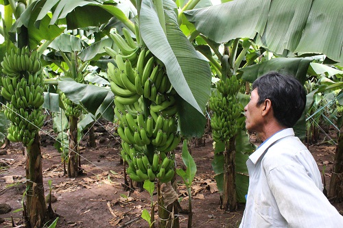 Tây Ninh: Chuối rớt giá còn 2.000 đồng/kg vì bị DN Tây Ninh: Chuối rớt giá còn 2.000 đồng/kg vì bị DN