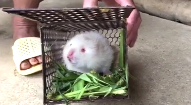 Bắt được con dúi trắng hiếm thấy khi đi rừng