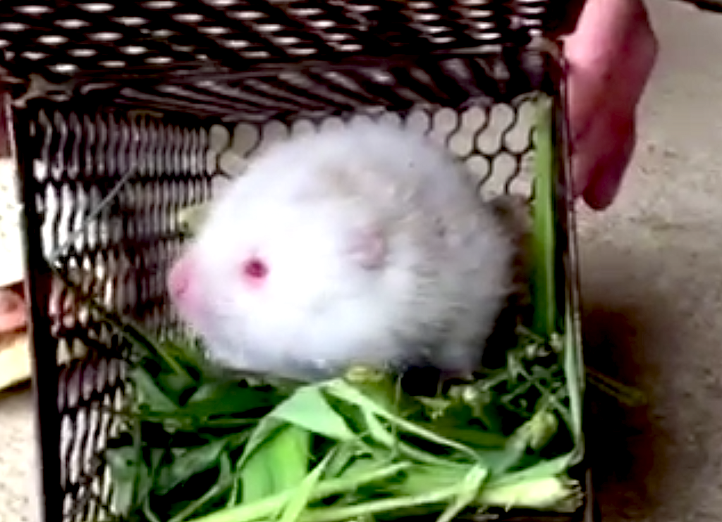 Bắt được con dúi trắng hiếm thấy khi đi rừng