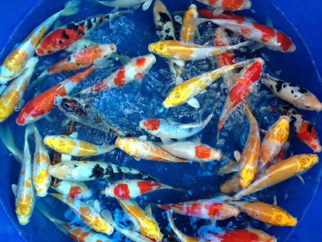 SỐC: 200 triệu đồng một con cá chép Nhật hình ảnh 5 SỐC: 200 triệu đồng một con cá chép Nhật