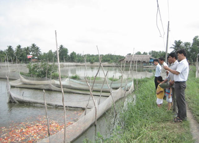 SỐC: 200 triệu đồng một con cá chép Nhật hình ảnh 6 SỐC: 200 triệu đồng một con cá chép Nhật