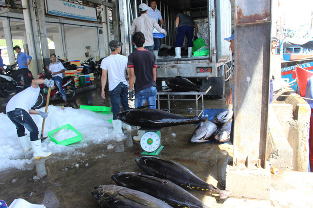 Ngư dân kiếm 120-150 triệu đồng/tàu sau chuyến biển câu cá ngừ đại dương