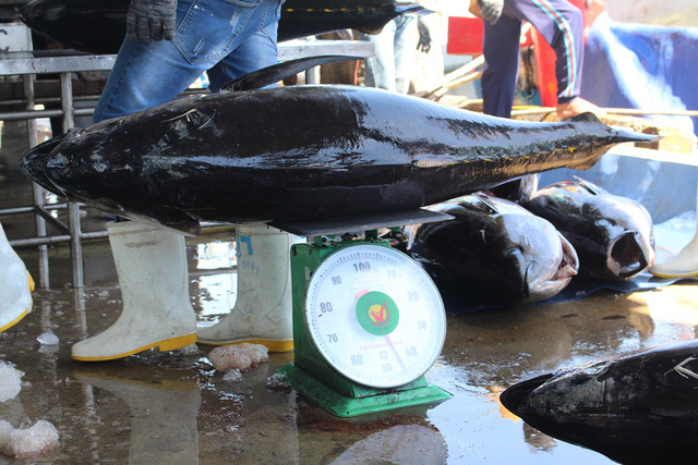 Ngư dân kiếm 120-150 triệu đồng/tàu sau chuyến biển câu cá ngừ đại dương