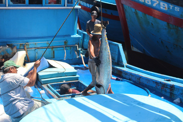 Ngư dân kiếm 120-150 triệu đồng/tàu sau chuyến biển câu cá ngừ đại dương