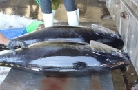 mo ca ngu dai duong vay xanh quy hiem nang 200kg tai ha noi