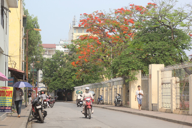 Những ngày này, khi cái nắng gắt mùa hè trải vàng trên khắp các tuyến phố của Thủ đô cũng là thời điểm hoa phượng vĩ bừng sắc thắm.