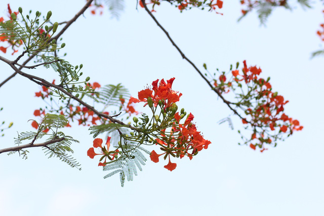   Hiện tại, loài cây này được trồng phổ biến từ Bắc vào Nam, trong các công viên, khuôn viên trường học.  