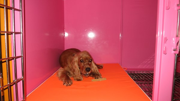 thú cưng, đại gia, chó mèo, khách sạn, lâu đài, biệt thự, nghĩa trang, tiền tỷ, thú-cưng, đại-gia, chó-mèo, khách-sạn, lâu-đài, biệt-thự, nghĩa-trang, tiền-tỷ,