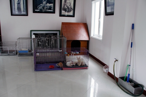 thú cưng, đại gia, chó mèo, khách sạn, lâu đài, biệt thự, nghĩa trang, tiền tỷ, thú-cưng, đại-gia, chó-mèo, khách-sạn, lâu-đài, biệt-thự, nghĩa-trang, tiền-tỷ,