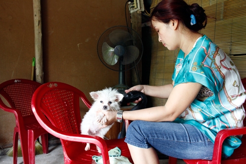 thú cưng, đại gia, chó mèo, khách sạn, lâu đài, biệt thự, nghĩa trang, tiền tỷ, thú-cưng, đại-gia, chó-mèo, khách-sạn, lâu-đài, biệt-thự, nghĩa-trang, tiền-tỷ,