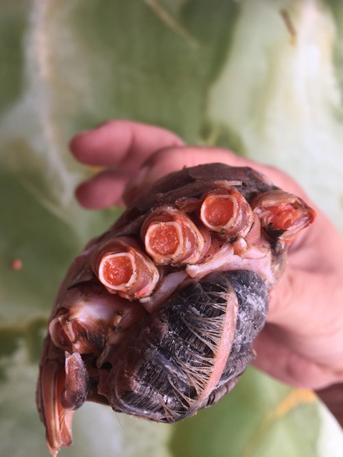 Từ thịt chân cua đến các bộ phận đều có màu gạch.