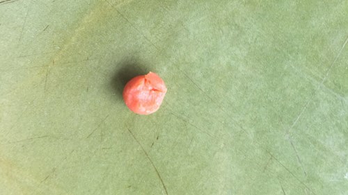 Từ thịt chân cua đến các bộ phận đều có màu gạch.