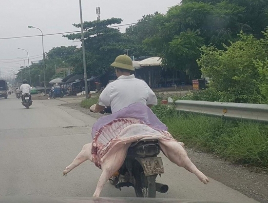 Vận chuyển “heo trần” tại Hà Nội: mất thẩm mỹ và mất vệ sinh van chuyen heo tran tai ha noi mat tham my va mat ve sinh