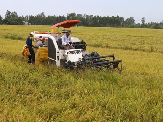 lúa là sản phẩm 