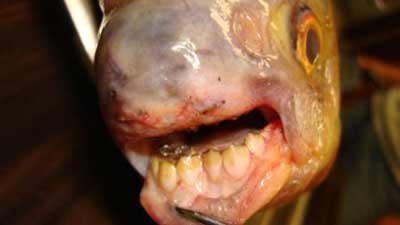 Con cá có hàm răng giống như răng người.