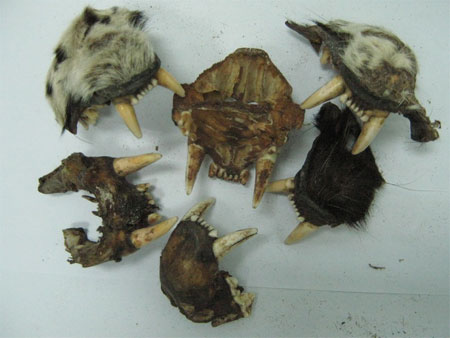 Răng nanh và răng hàm dính trong xương của báo Bắc Mỹ.