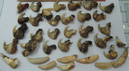 Răng và móng sư tử châu Phi