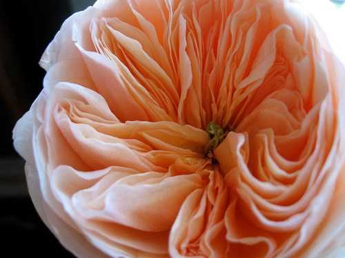 hoa-hong-dat-nhat-the-gioi-gia-300-ty-dong-co-gi-hot-hinh-2