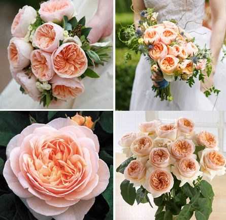 hoa-hong-dat-nhat-the-gioi-gia-300-ty-dong-co-gi-hot-hinh-3